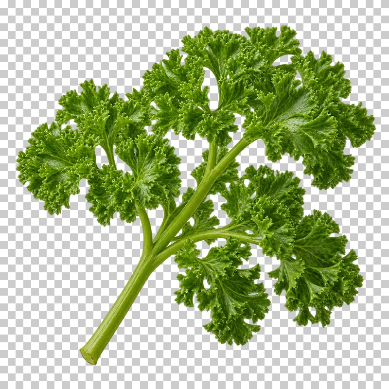 Curly parsley sprig with photographic detail, isolated on transparent background.