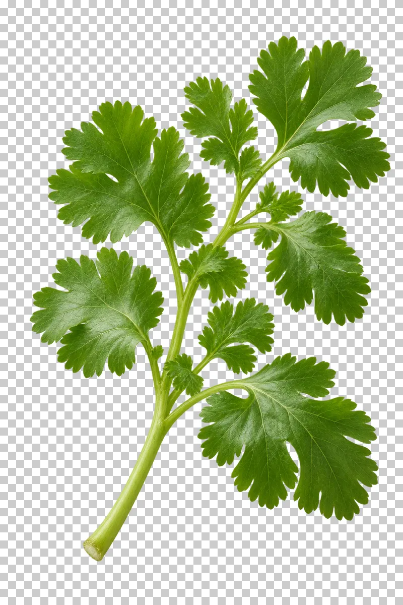 Cilantro sprig with photographic detail, isolated on transparent background.