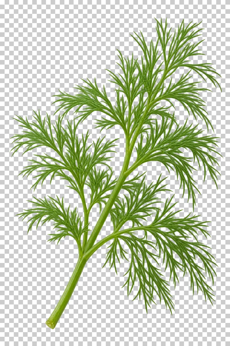 Dill sprig with photographic detail, isolated on transparent background.