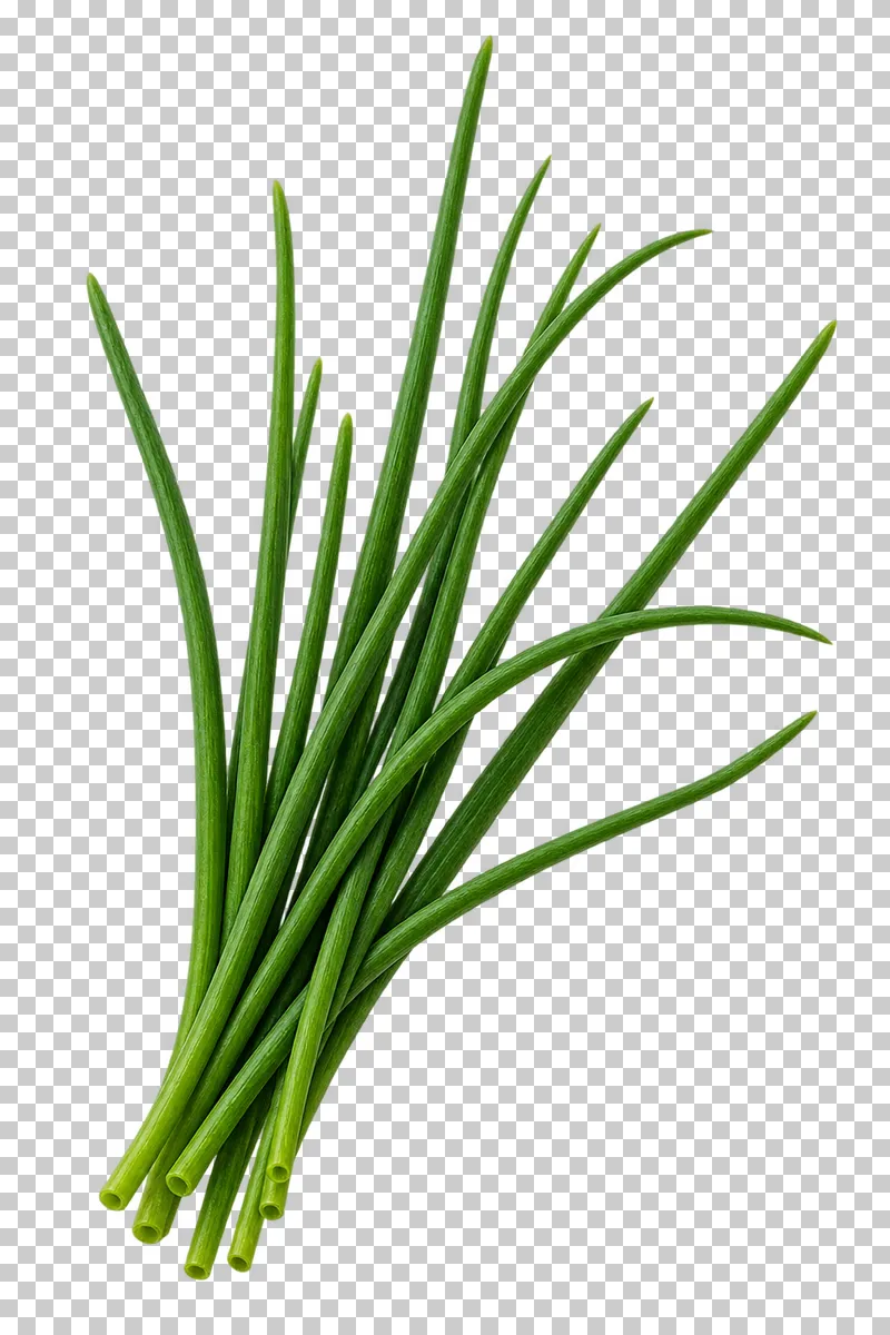 Chive blades with photographic detail, isolated on transparent background.