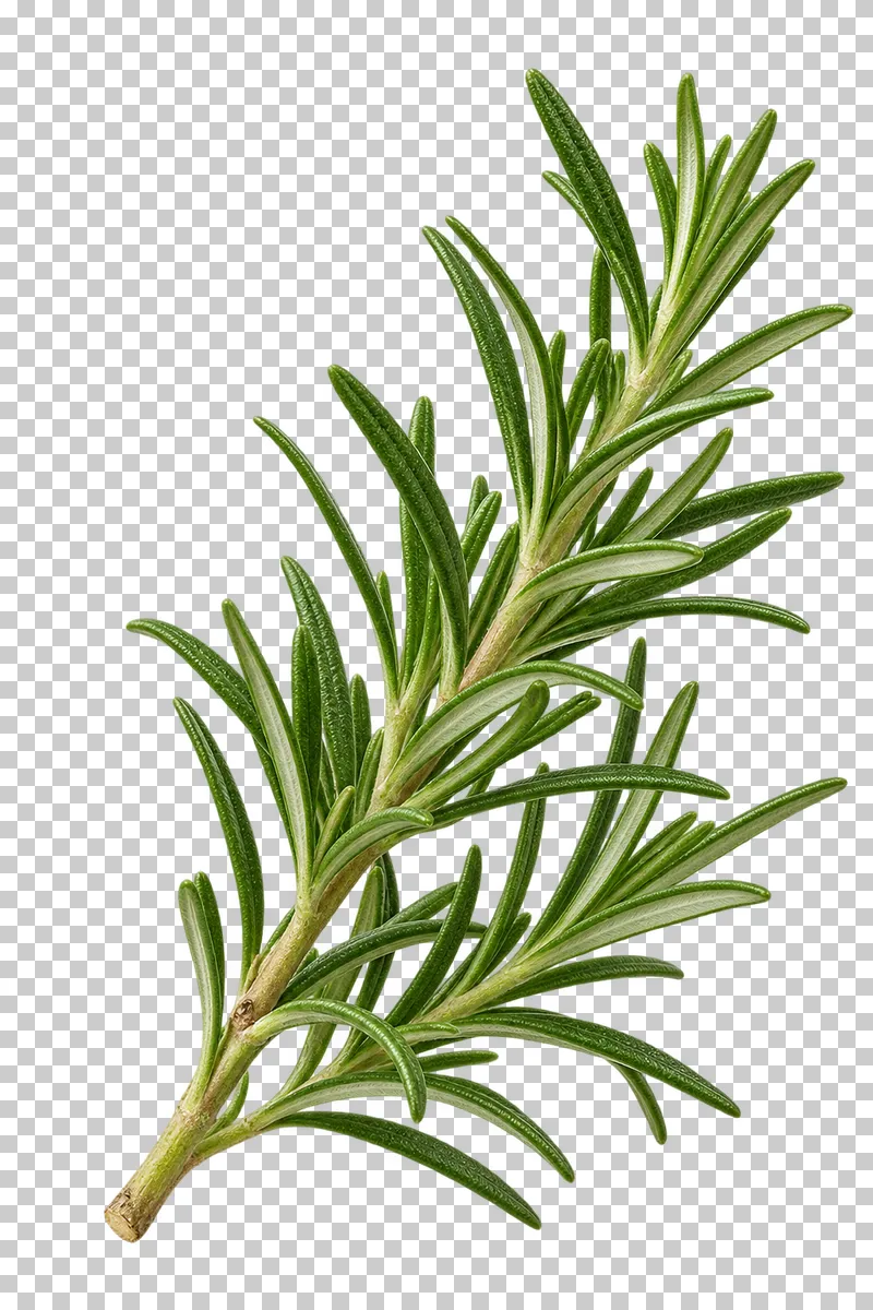 Fresh rosemary sprig with photographic detail, isolated on transparent background.