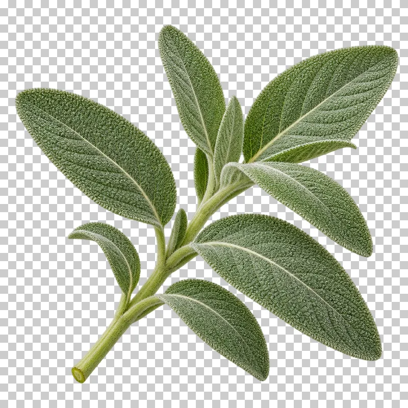 Sage sprig with photographic detail, isolated on transparent background.