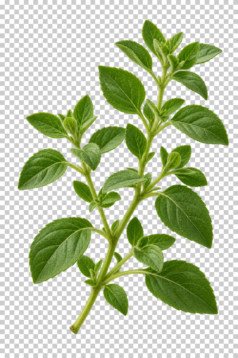Oregano sprig with photographic detail, isolated on transparent background.
