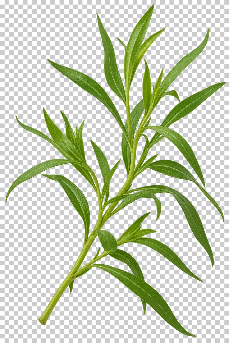 Tarragon sprig with photographic detail, isolated on transparent background.