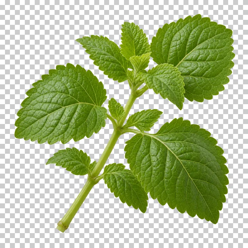 Lemon balm sprig with photographic detail, isolated on transparent background.
