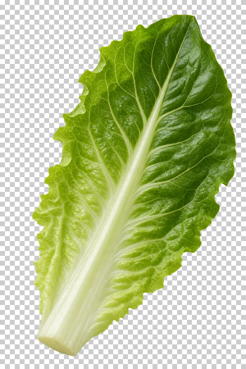 Romaine lettuce leaf with photographic detail, isolated on transparent background.