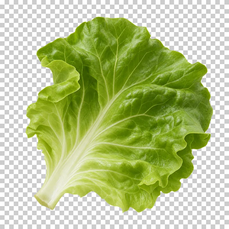Butterhead lettuce leaf with photographic detail, isolated on transparent background.