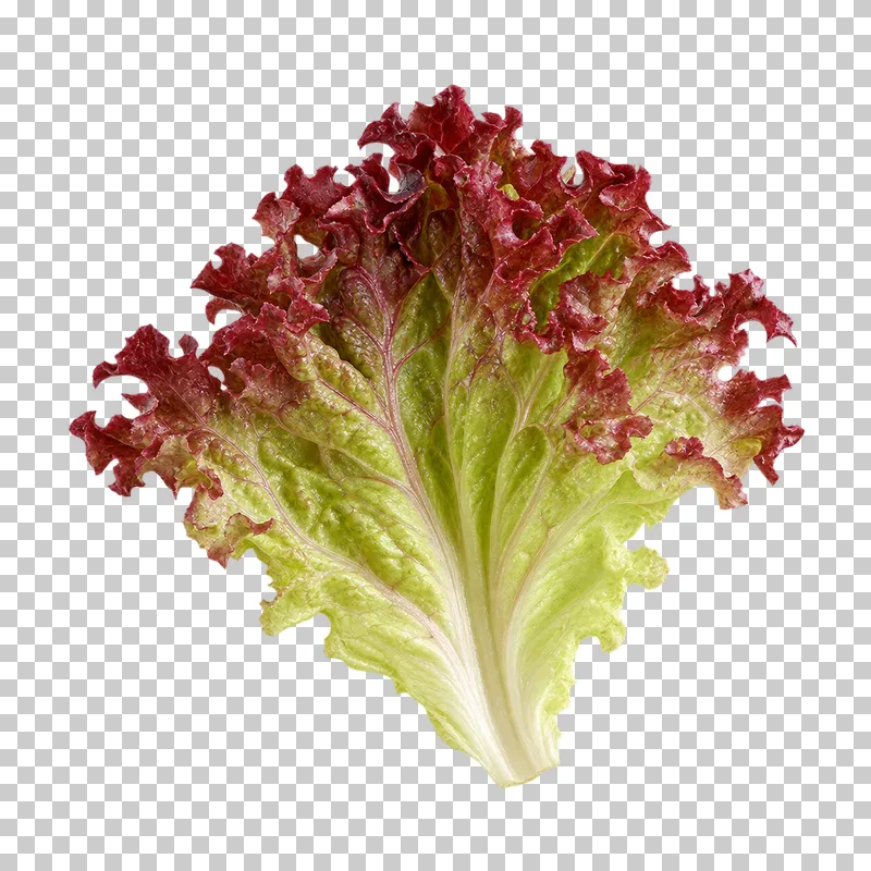Lollo rosso lettuce leaf with photographic detail, isolated on transparent background.