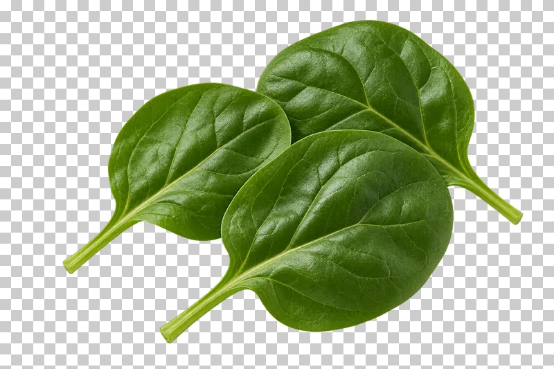 Baby spinach leaves with photographic detail, isolated on transparent background.