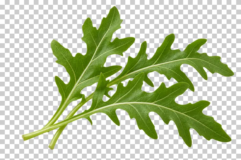 Arugula leaves with photographic detail, isolated on transparent background.