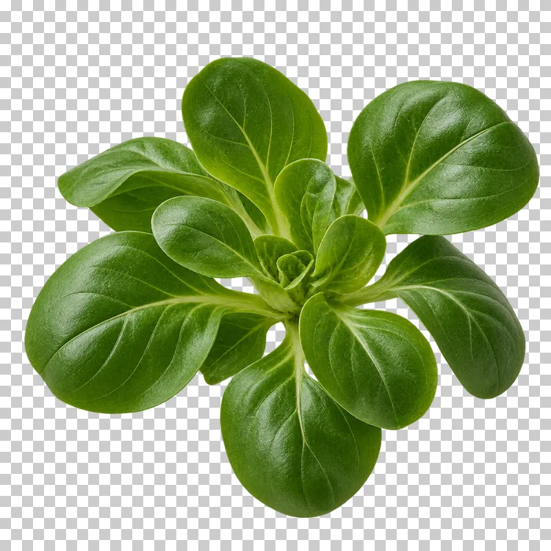 Lamb's lettuce rosette with photographic detail, isolated on transparent background.