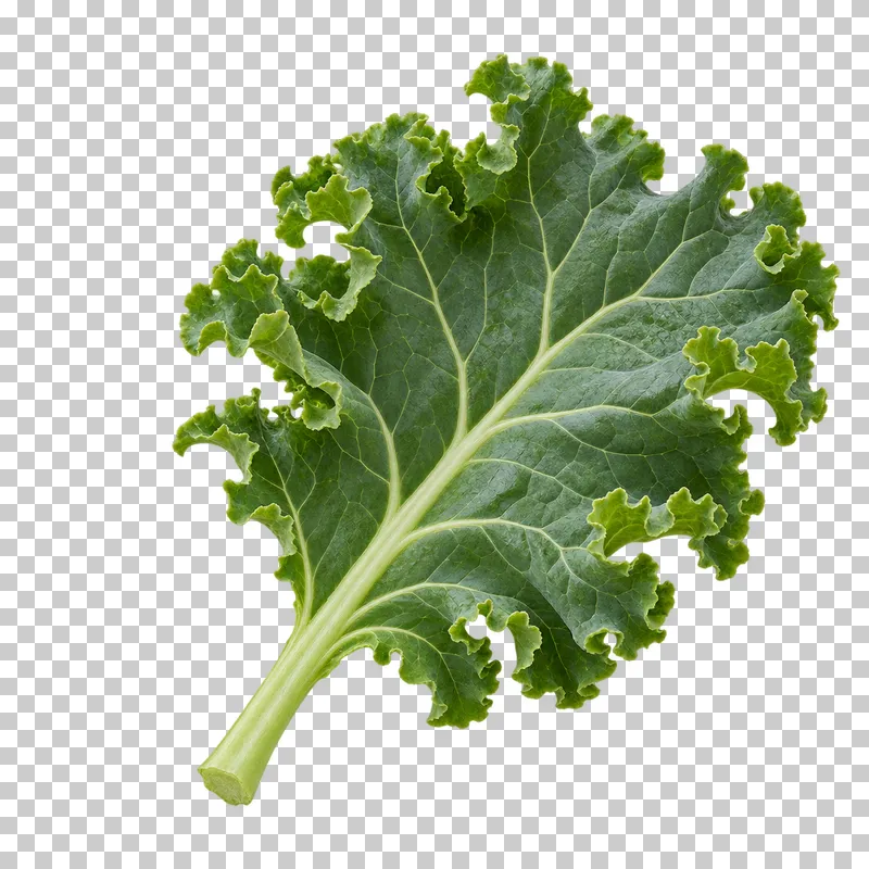 Baby kale leaf with photographic detail, isolated on transparent background.