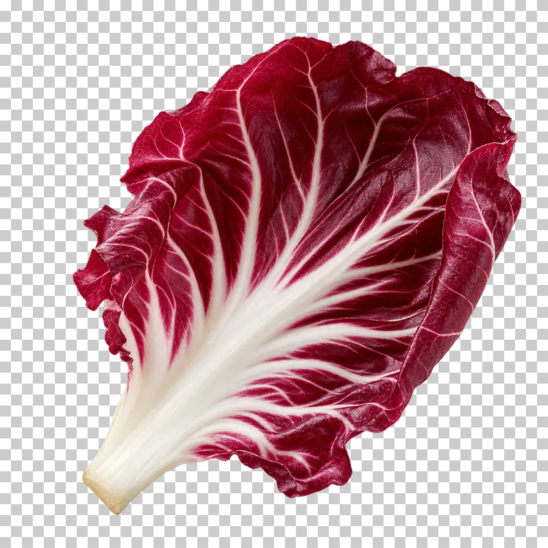 Radicchio leaf with photographic detail, isolated on transparent background.