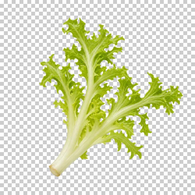 Frisee lettuce sprig with photographic detail, isolated on transparent background.