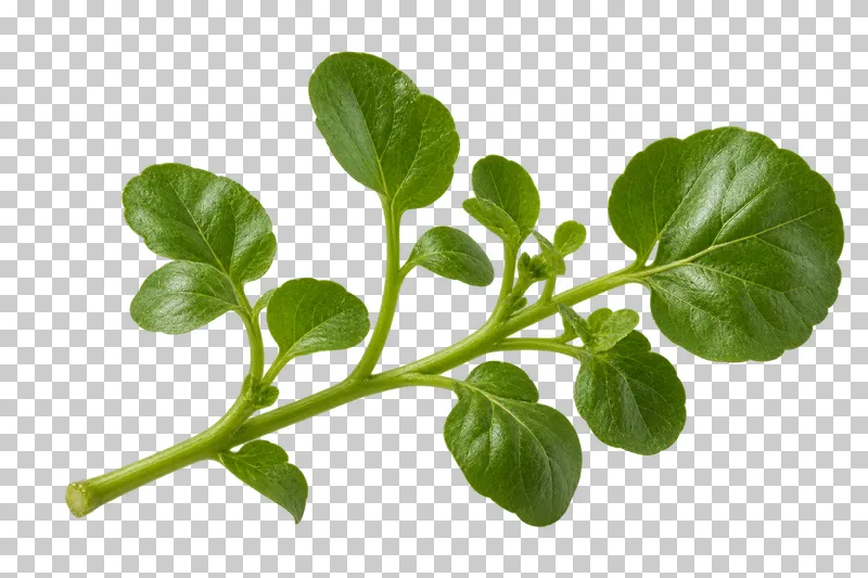 Watercress sprig with photographic detail, isolated on transparent background.