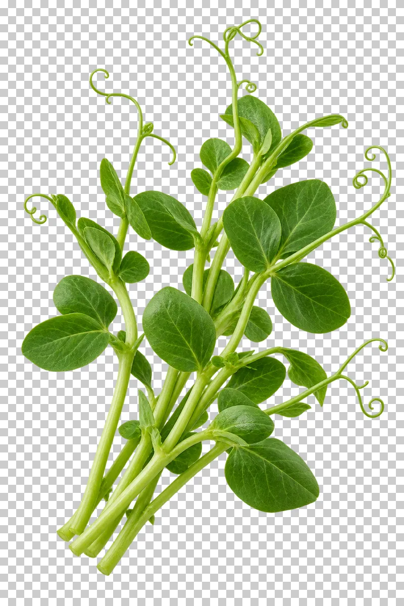 Pea shoots with photographic detail, isolated on transparent background.