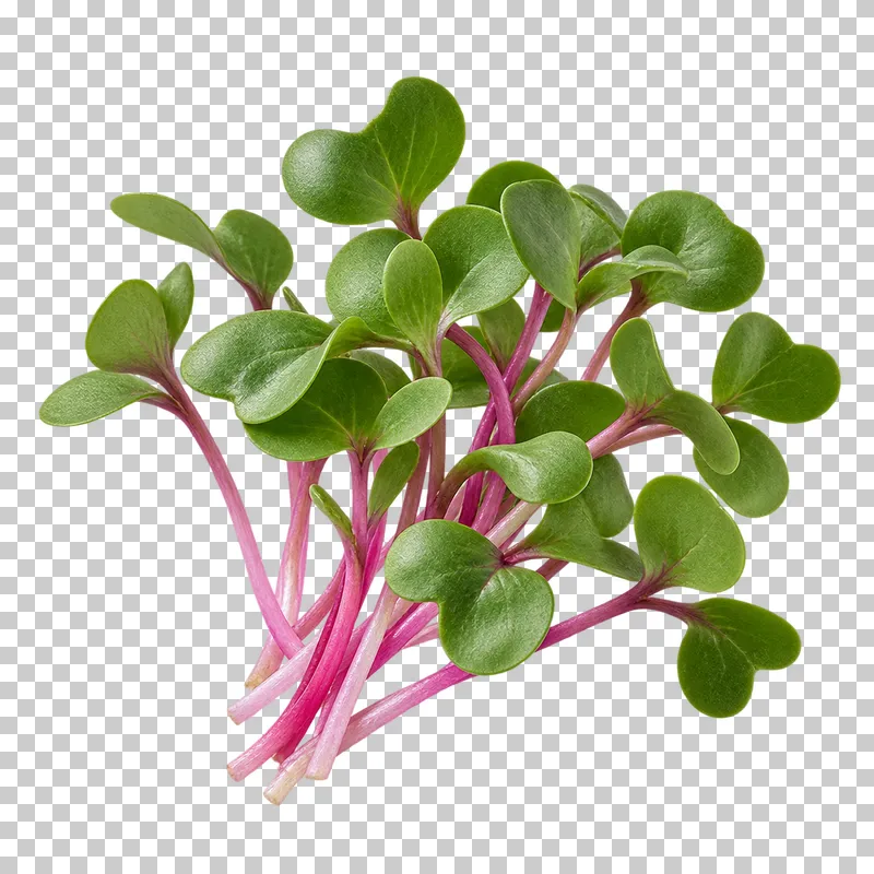 Radish microgreens with photographic detail, isolated on transparent background.