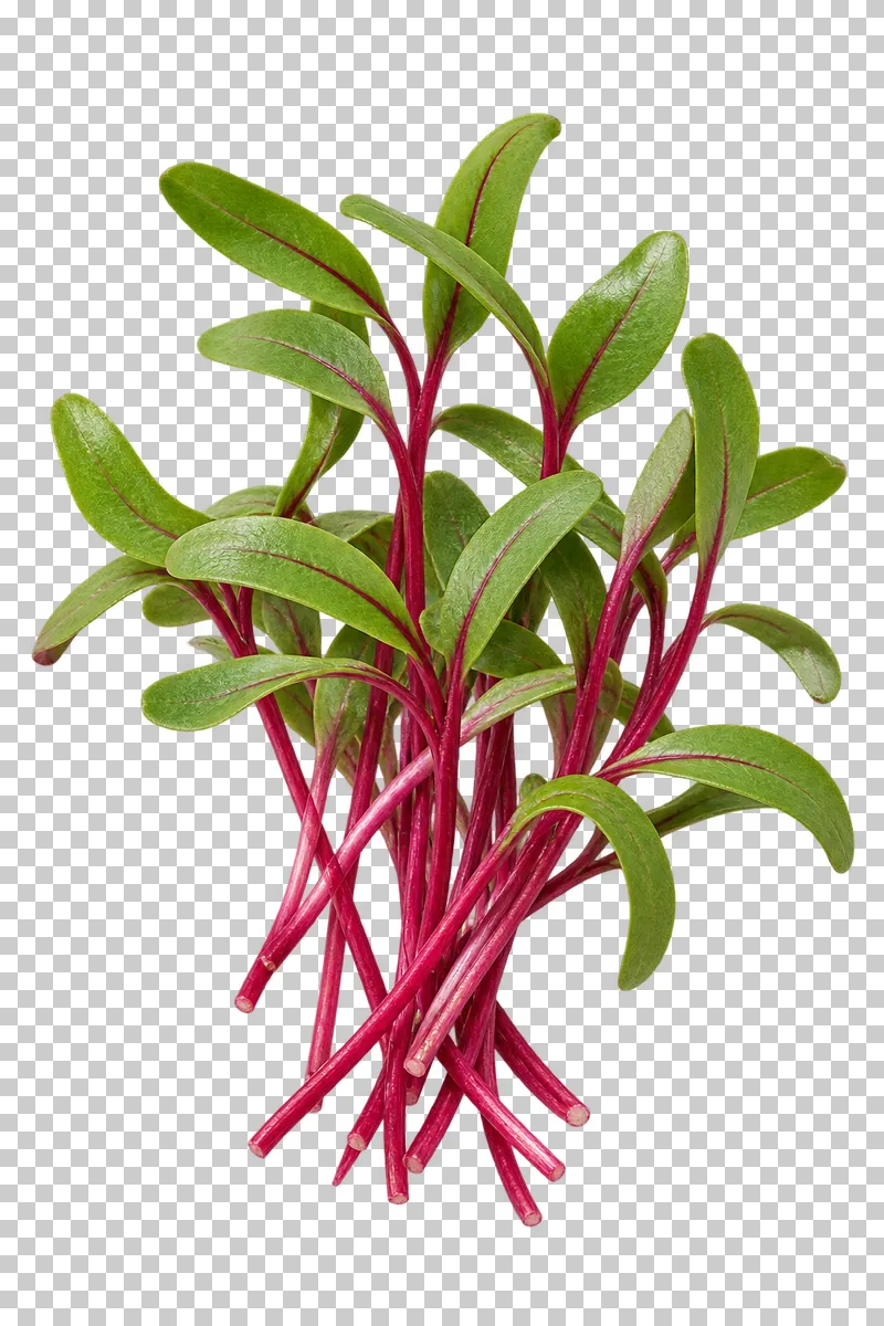 Beet microgreens with photographic detail, isolated on transparent background.