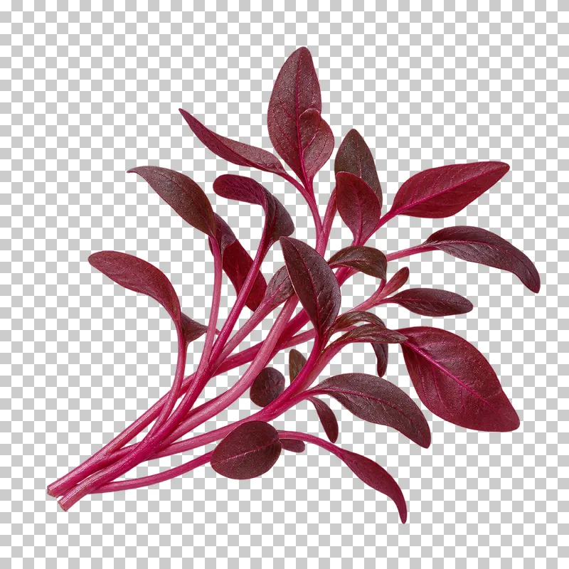 Red amaranth microgreens with photographic detail, isolated on transparent background.