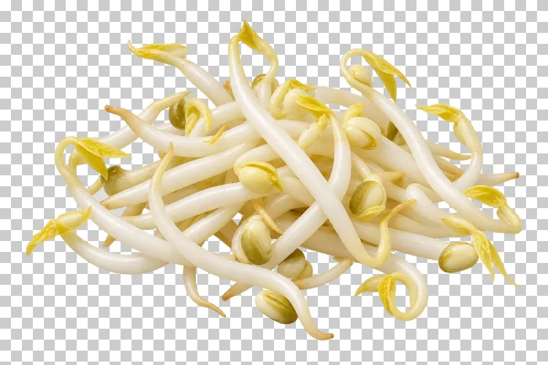 Mung bean sprouts with photographic detail, isolated on transparent background.