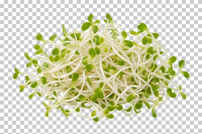 Alfalfa sprouts with photographic detail, isolated on transparent background.