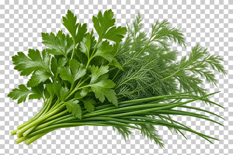 Parsley, dill, and chive bunch with photographic detail, isolated on transparent background.
