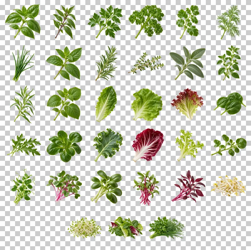 Fresh Culinary Greens Photo PNG Collection: all 33 elements in one grid