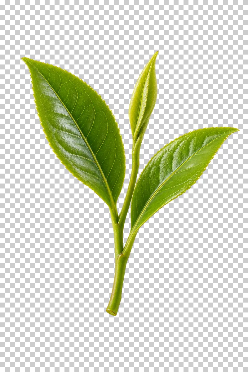A fresh tea shoot with two serrated green leaves and a folded terminal bud.