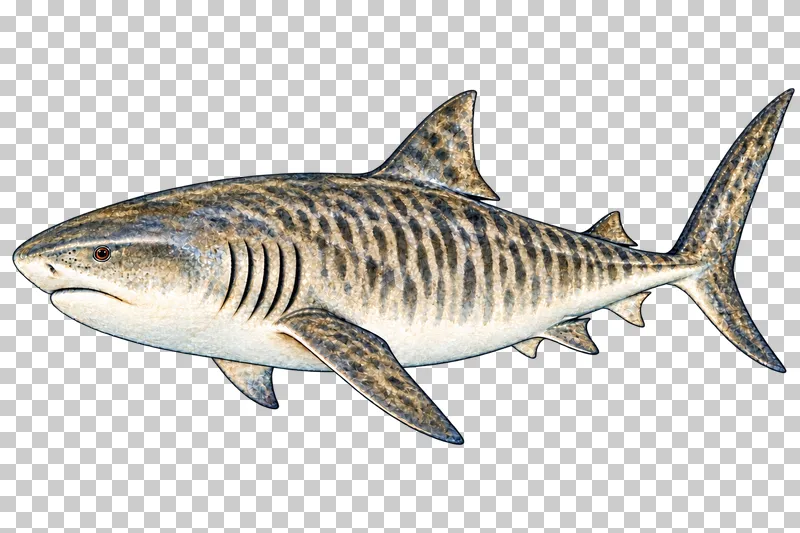 A watercolor tiger shark in left-facing profile with dark vertical flank bars and a broad blunt head.