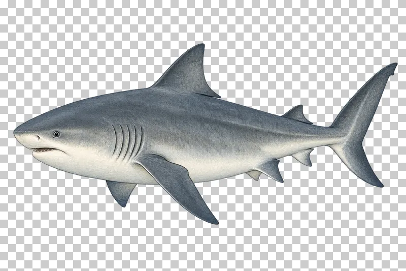 A watercolor bull shark in left-facing profile with a stocky gray body, short rounded snout, and pale underside.