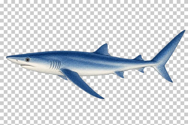 A watercolor blue shark in left-facing profile with a slender blue body and long narrow pectoral fins.