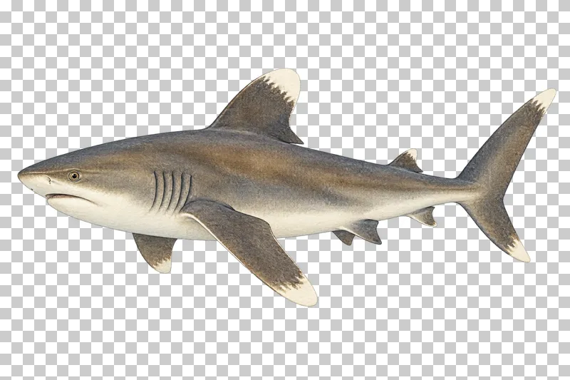 A watercolor oceanic whitetip shark in left-facing profile with broad rounded white-tipped dorsal and pectoral fins.