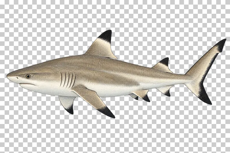 A watercolor blacktip reef shark in left-facing profile with black fin tips and warm gray-brown upper skin.