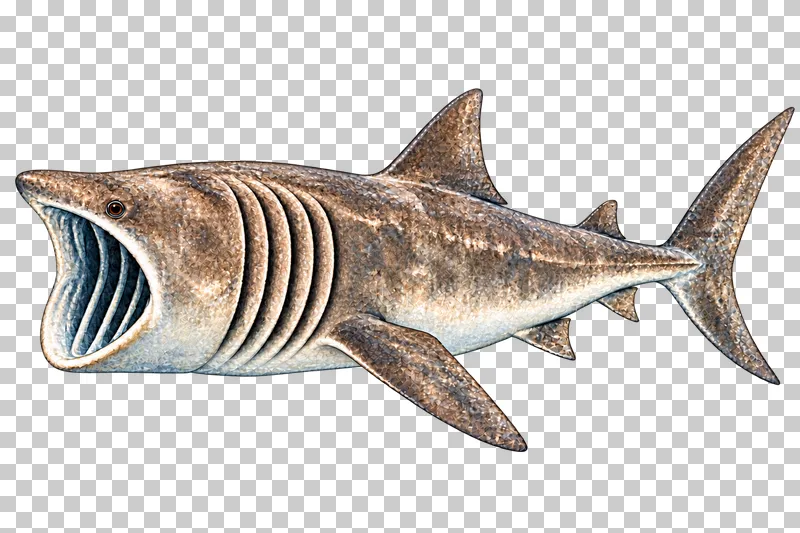 A watercolor basking shark in left-facing profile with a huge open filter-feeding mouth and five long external gill openings.