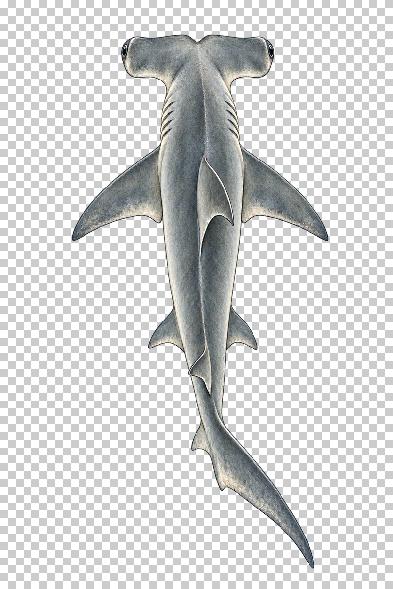 A watercolor great hammerhead shark viewed from above with a straight-front hammer-shaped head with a central notch.