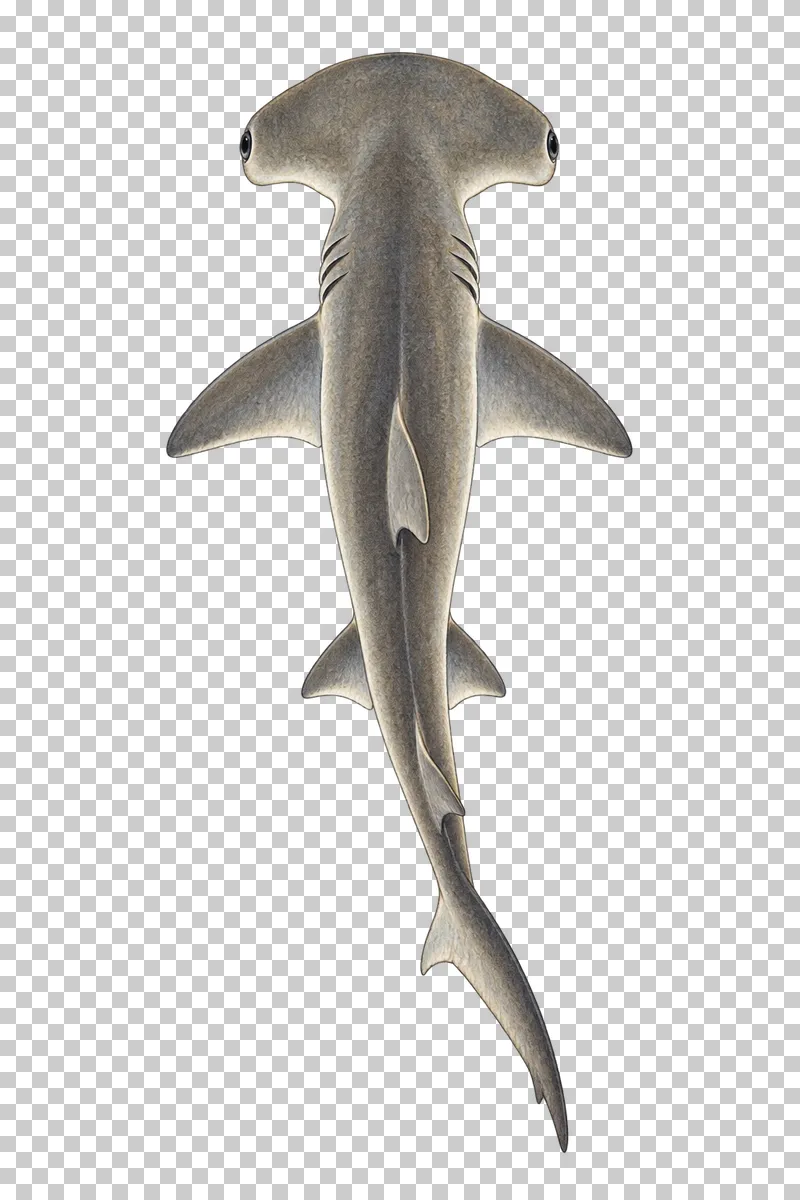 A watercolor bonnethead shark viewed from above with a compact rounded shovel-shaped head.