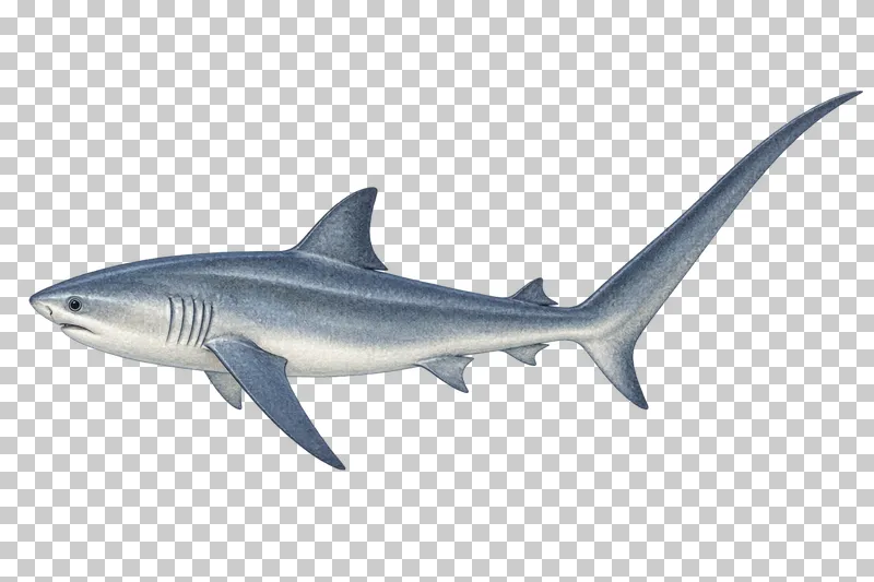 A watercolor common thresher shark in left-facing profile with an elongated sweeping upper caudal lobe.