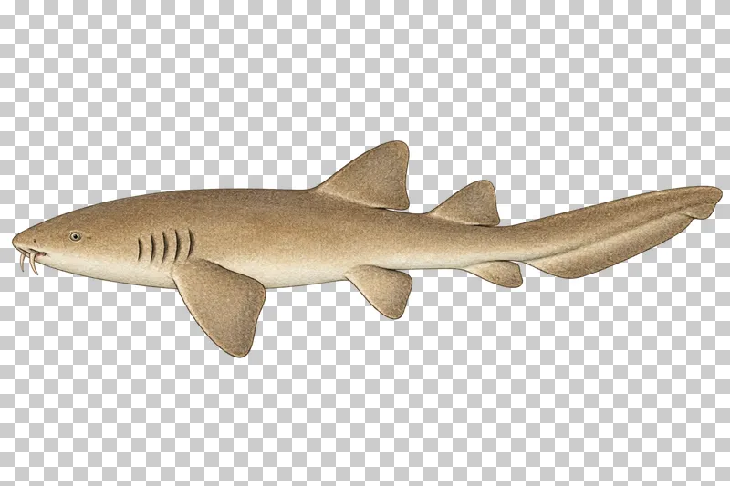 A watercolor nurse shark in left-facing profile with a plain sand-brown body, small nasal barbels, and low elongated caudal fin.