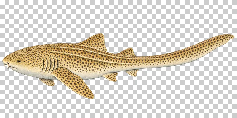 A watercolor zebra shark in left-facing profile with ochre skin, small dark round spots, body ridges, and a long low tail.