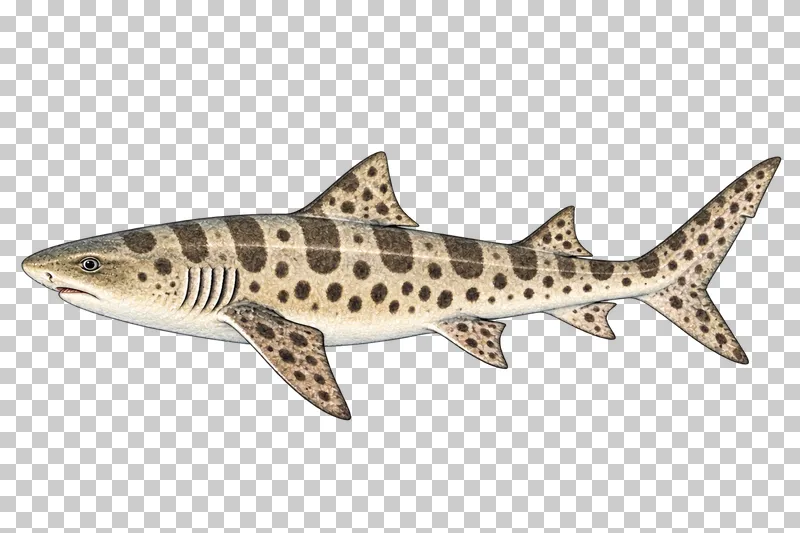 A watercolor leopard shark in left-facing profile with dark saddle bars and round flank spots on silver-bronze skin.