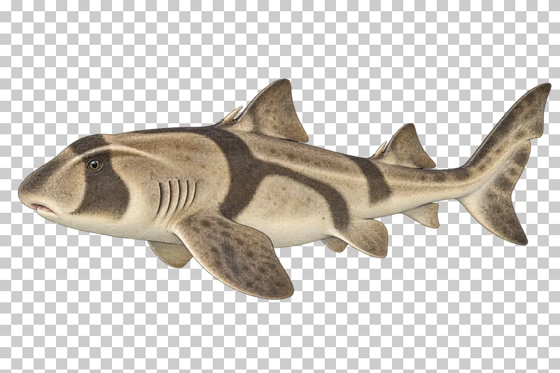 A watercolor port jackson shark in left-facing profile with a blunt head, dark harness markings, and spines before both dorsal fins.