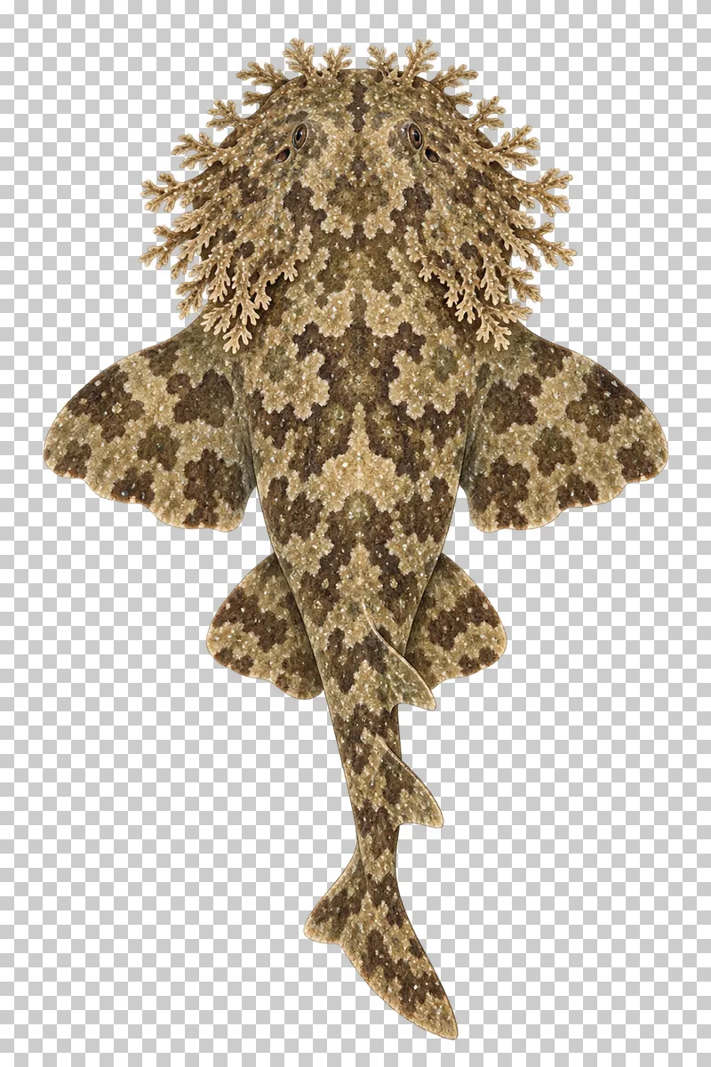 A watercolor tasselled wobbegong viewed from above with a broad flattened head with branched skin tassels and mottled camouflage.