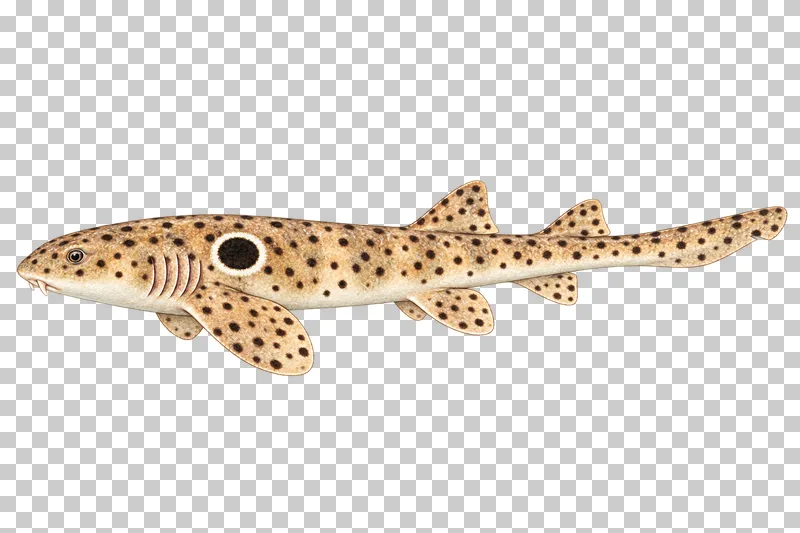 A watercolor epaulette shark in left-facing profile with a white-ringed black shoulder spot, scattered dark spots, and a long low tail.