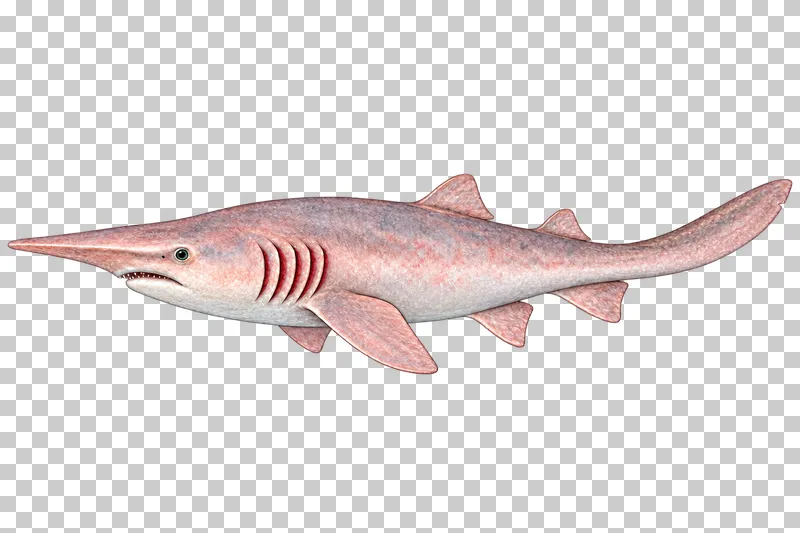 A watercolor goblin shark in left-facing profile with a pink body, long flattened rostrum, and low unforked caudal fin.
