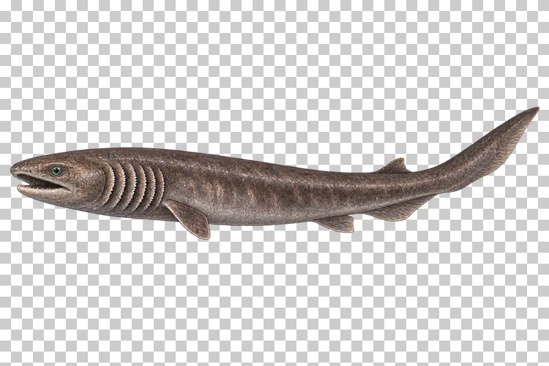 A watercolor frilled shark in left-facing profile with an eel-like brown body, six frilled gill openings, and one rear dorsal fin.