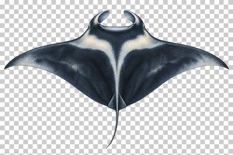 A watercolor giant oceanic manta ray viewed from above with broad winglike fins, pale shoulder patches, and curled cephalic lobes.