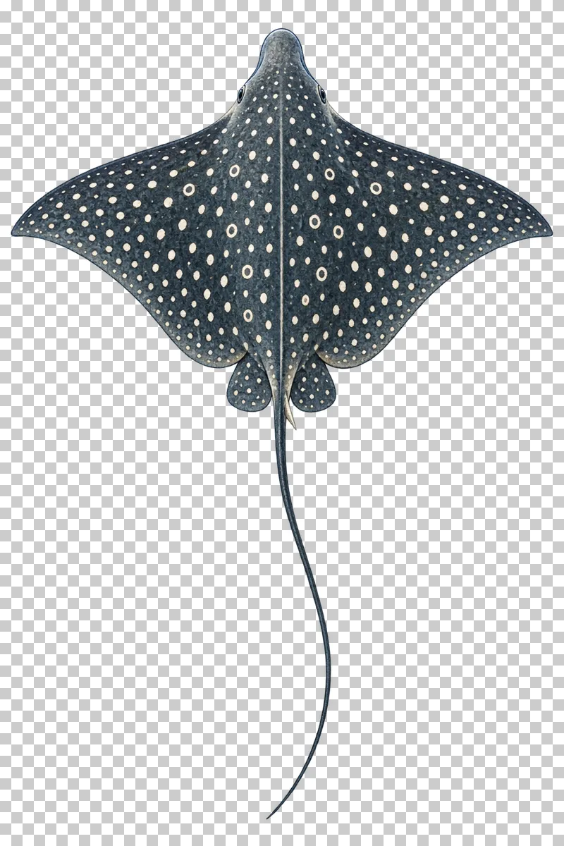 A watercolor spotted eagle ray viewed from above with a pointed diamond-shaped disc, white spots, and a long slender tail.