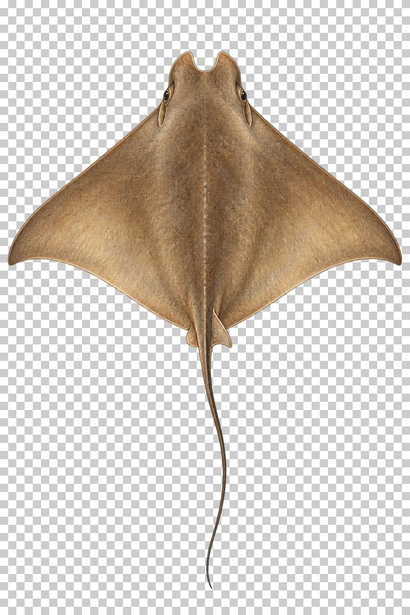 A watercolor cownose ray viewed from above with a brown wing-shaped disc, notched snout, and slender tail.