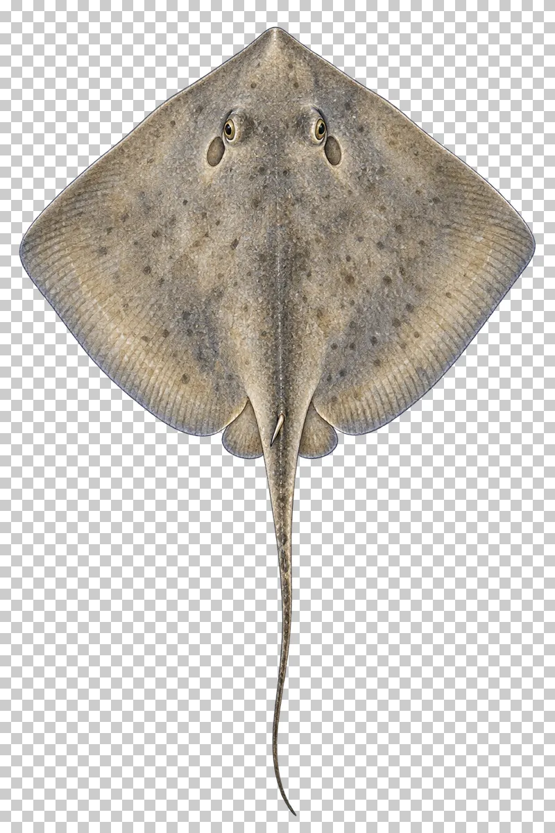 A watercolor southern stingray viewed from above with a gray-brown diamond-shaped disc and long tapered tail.
