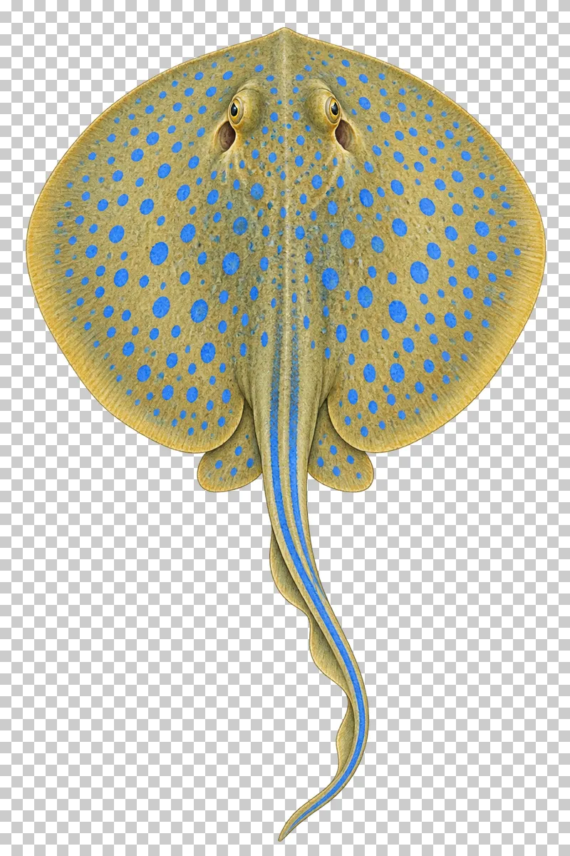 A watercolor bluespotted ribbontail ray viewed from above with a yellow-olive oval disc, blue spots, and blue-striped tail.